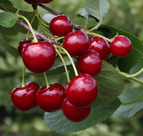 Вишня Памяти Вавилова